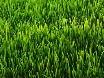 Close up of green grass