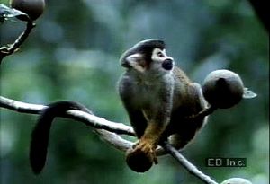 Glimpse the Amazon Rainforest's diverse wildlife, from anacondas and sloths to macaws and capybaras