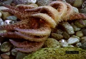 Study how sieve plates and suction-cupped tube feet enable sea stars to catch prey and move through water
