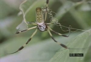 Behold the multitude of Amazonian arthropods including spiders, scorpions, beetles, and mantids