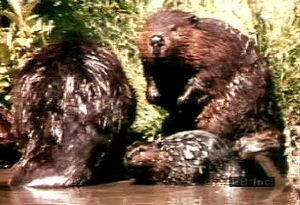 Follow a beaver family and its kits for a year in the Rocky Mountains and learn about their habits and habitat