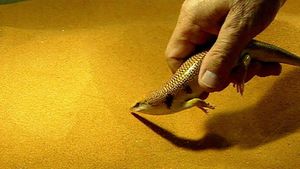 Watch Ingo Rechenberg, a German scientist as he tries to decode the science of bionics