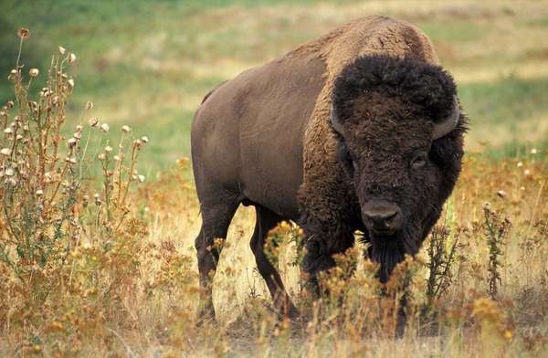 American bison (Bison bison) also known as buffalo or plains buffalo on the prairie, western U.S.