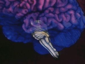 See how the brainstem regulates heart rate and respiration along with other vital involuntary reflexes