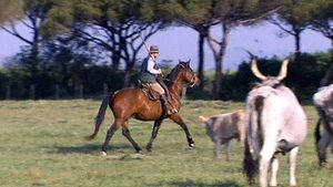 Learn about the Maremma cattle and the butteri of Tuscany, Italy