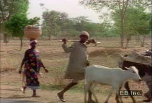 Examine the practice of shifting agriculture to grow corn, cassava, and yams in Western Africa