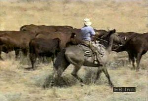 Learn how Briggs ranch brands beef cattle in Texas