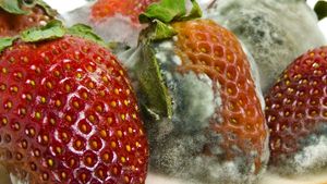 Examine what separates mushrooms, mildews, molds, and yeasts from the plant and animal kingdoms