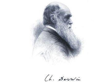 English naturalist Charles Darwin; undated engraving.