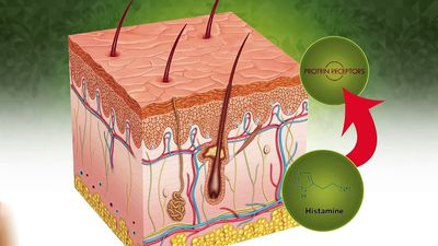 Learn why our body feels itchy and why scratching an itch makes it worse