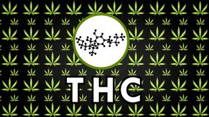 Uncover the effect of marijuana on the brain and know how its potency and safety is determined