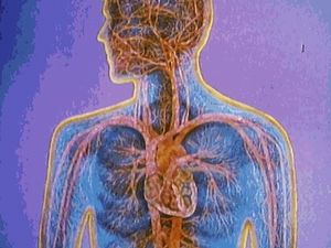 Observe how a red blood cell travels from the heart to the lungs and other body tissues to exchange oxygen and carbon dioxide