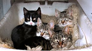 Learn how dominant and recessive genes determine which traits and offspring will possess