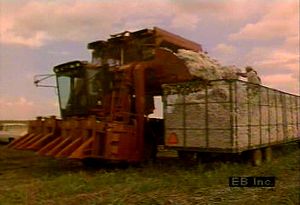 Learn about role of African American slaves in American South cotton production and present mechanical methods