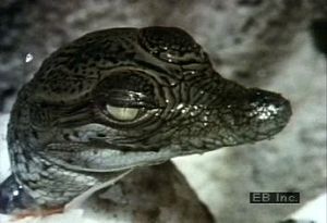 Witness a crocodile hatchling emerge from its egg and hear the newborn call for its mother