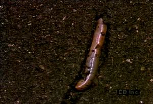 Follow a burrowing earthworm seeking soil's moisture to protect its oxygen-collecting skin