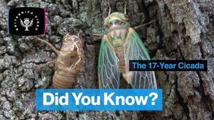 Learn how the 17-year cicada knows when to travel aboveground