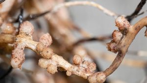 Learn about nitrogen fixation in 60 seconds