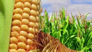 Discover how high-fructose corn syrup and sugar are chemically different from each other