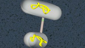 Discover how genetic material is exchanged between bacteria via conjugation and transduction