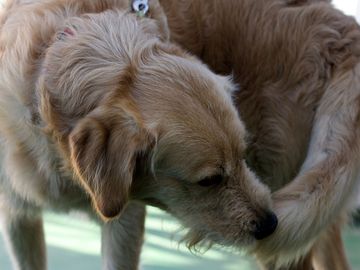 Close-up of a dog turning around and about to lie down. (animals, dogs, pets).