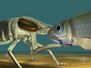 Watch an animation of an aquatic dragonfly larva extending its labial mask to catch prey