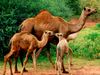 Dromedary camels (Camelus dromedarius). Animals, mammals.