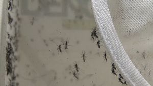 Hear about testing the effectiveness of lab-grown mosquitoes carrying Zika-blocking bacterium to combat the virus spread in Brazil, a part of “Eliminate Dengue” program