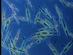 Take an in-depth look at the variety of plankton, from diatoms and microflagellates to jellyfish