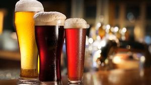 Know why fruit flies are attracted to yeast and how they improve the flavour of beer