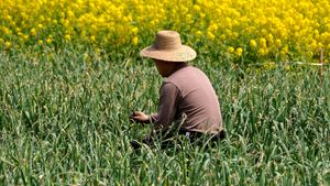 Learn about garlic farming in Cangshan District, China