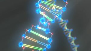 Study DNA's double helix structure to learn how the organic chemical determines an organism's traits