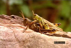Follow a female grasshopper as its eggs are fertilized, buried underground, and hatched