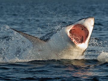 Great White Shark