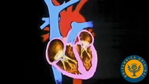 Explore the human heart and how the cardiovascular system help circulate blood throughout the body