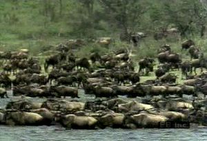 Observe a brindled gnu herd migrating and grazing followed by zebras, crowned cranes, lions, and hyenas