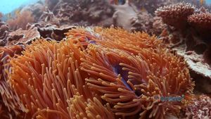 Experience beautiful Heron Island, with its diverse marine life and national park