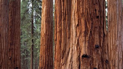 Hiker in Sequoia National Park in the Sierra Nevada, east-central California.