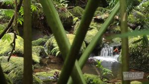 Experience a hiking trip up to the mountain of Rarotonga island