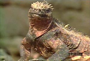 Study how marine iguanas live on the coasts of the Galapagos Islands and survive on  seaweeds