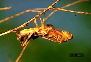 Witness a grasshopper molting as it sheds its outgrown exoskeleton