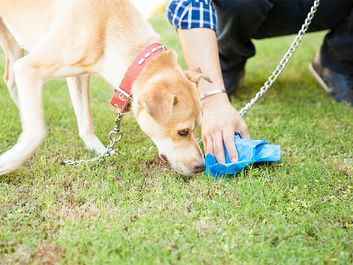 Closeup of the hand of a man picking up some dog poop with a bag while his dog sniffs it. Walk cleanup sniff