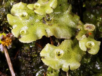 Thalloid of the liverwort Marchantia with gemma cups.