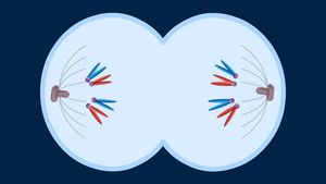 Divide into four phases the reproduction process of chromosomes in plant and animal cells