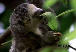 Learn how ecotourism at the Monteverde Cloud Forest Biological Reserve in Costa Rica helps conservation and the lives of the residents