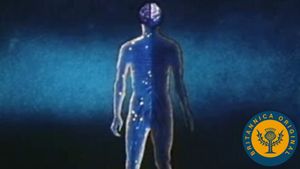 Investigate the causes of brain damage and find out how neurologists can learn from it