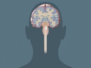 Learn how the motor cortex and the hypothalamus controls the voluntary and involuntary muscle movement