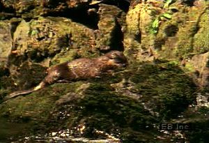 Witness the playful gliding and fishing of river otters in a freshly thawed North American river