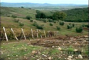 See Mediterranean olive orchards and vineyards thrive in the Tuscan landscape