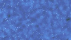 Find out what an organism is and consider which one is the world's smallest